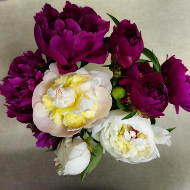 peonies04