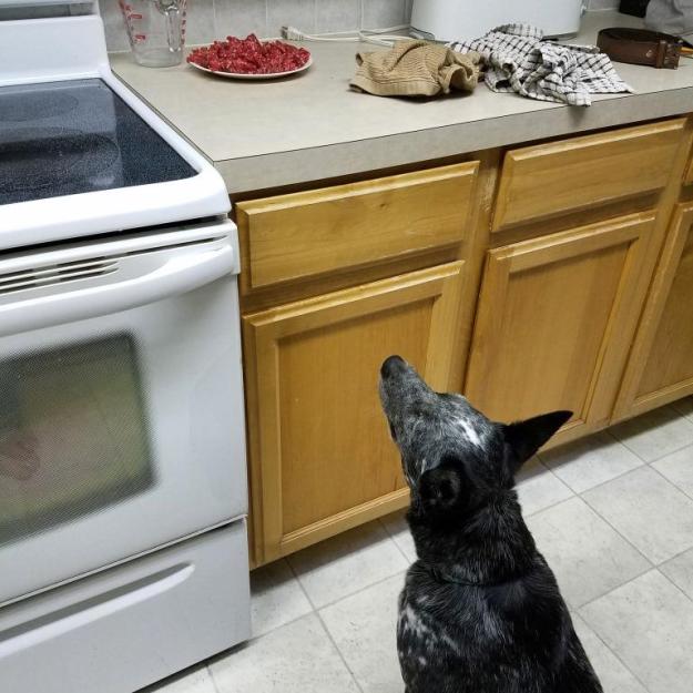"Can I haz some?" (notice the hamburger on the counter ready to grill -- and yes, he got some)