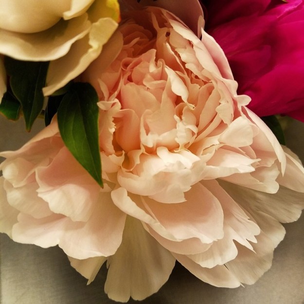softpinkpeony