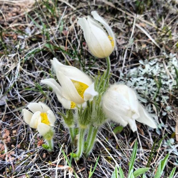 Pasque flowers