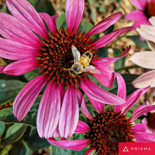prismaconeflowerbee