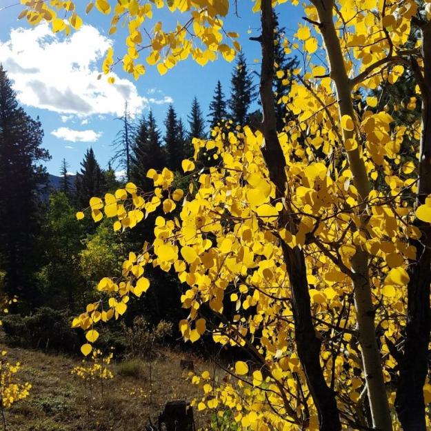 goldenaspen