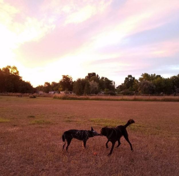 Little dog park at sunrise