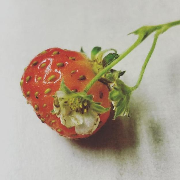 Maybe the last berry of the season