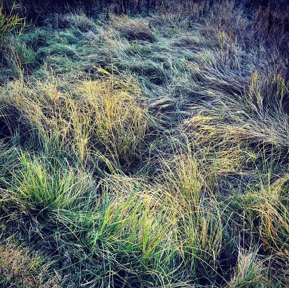 frostedgrass