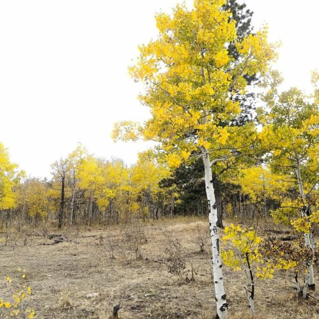Aspens at Lady Moon Meadow