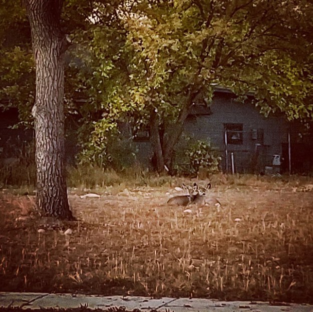 Twin baby deer, camouflaged