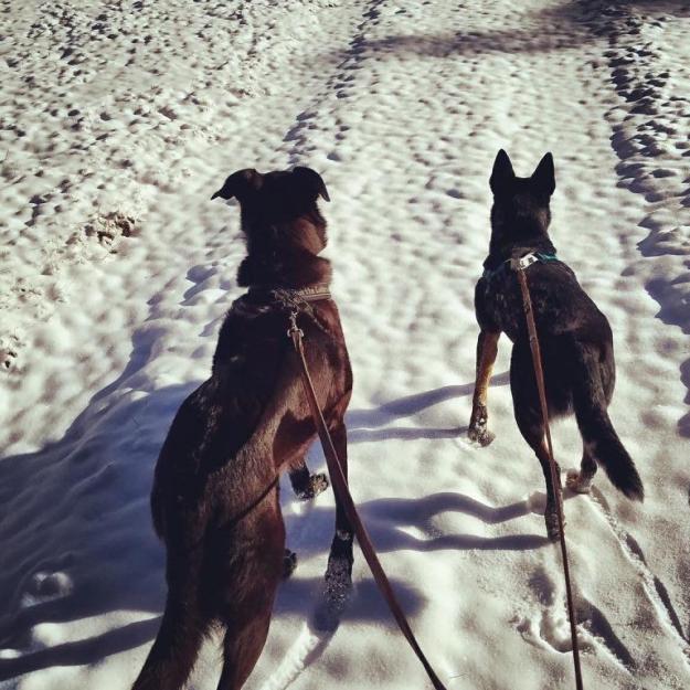 snowtraildogs