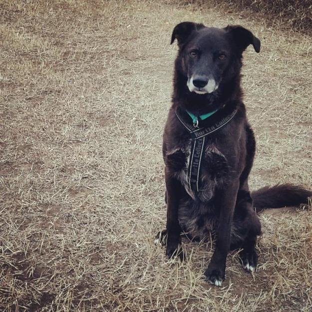 sweetsamlittledogpark