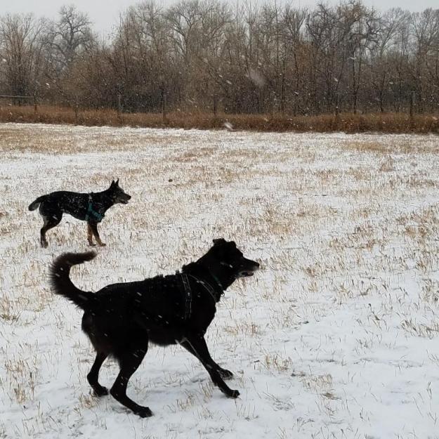 dogparksnow02