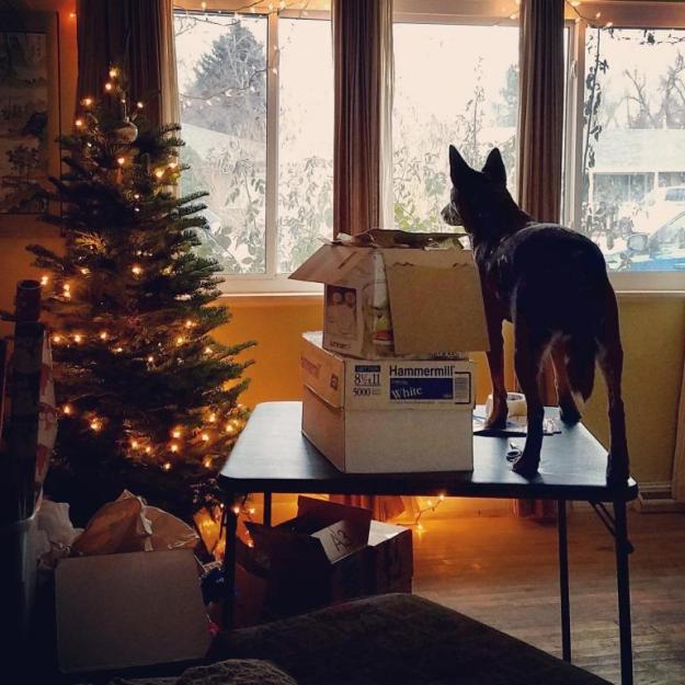 I use this folding card table to wrap Christmas presents. Ringo uses it to get a better view of the street.