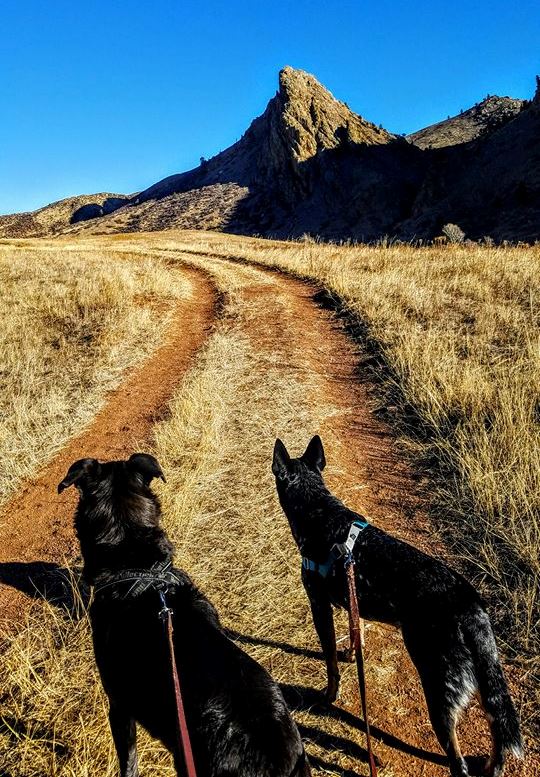 samandringoeaglesnest