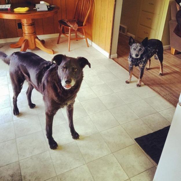 "Can we haz lunch now, Mom?"