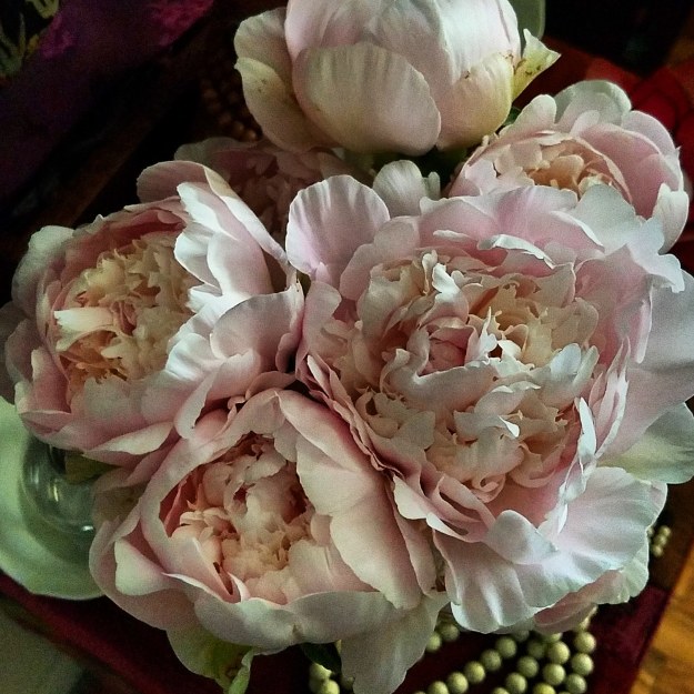 Peonies from our garden