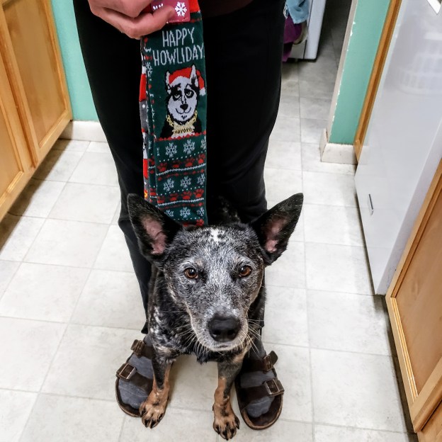 Ringo with Christmas socks
