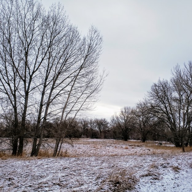A snowy field with trees